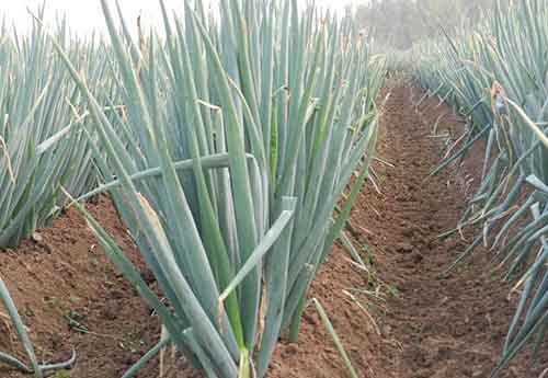 大蔥如何施肥，大蔥的正確施肥原則